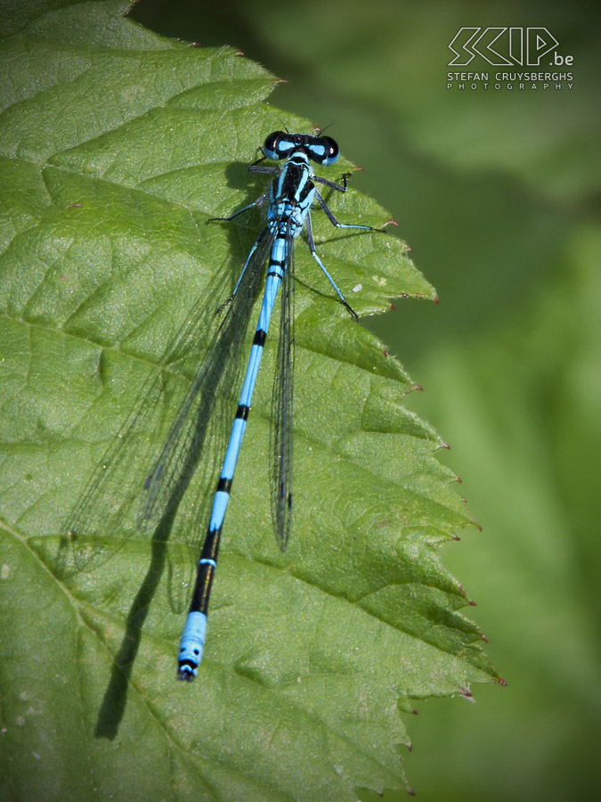 Damselflies and dragonflies - Azure Damselfly Some photos of damselflies and dragonflies in my hometown Lommel. Stefan Cruysberghs